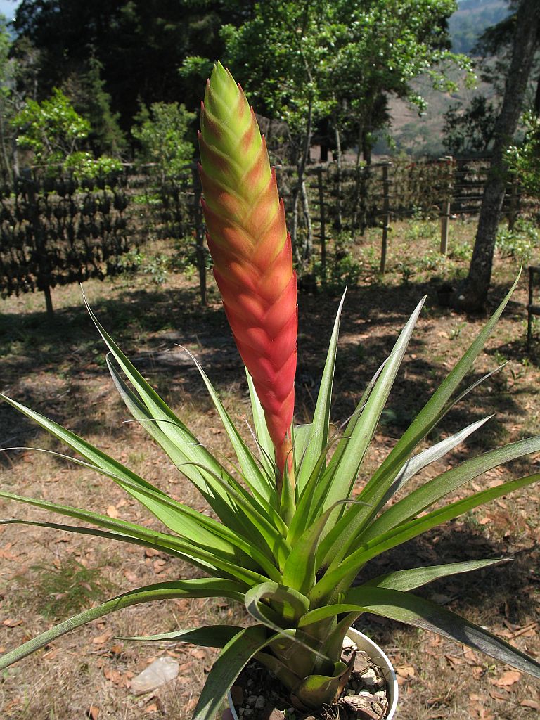 TÌNH YÊU CÂY CỎ ĐV 14  - Page 76 Tillandsia_verapazana_(TS)_2-06744