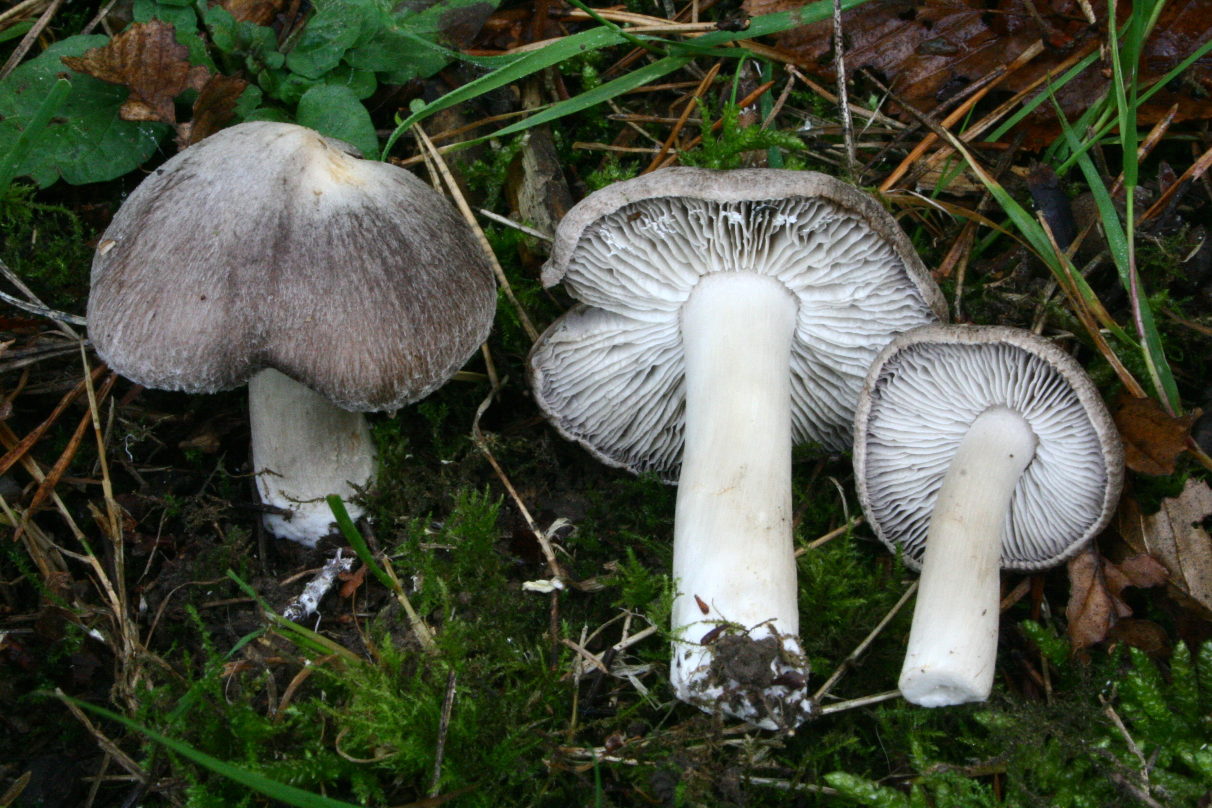 Рядовку землисто-серую (Tricholoma terreum)