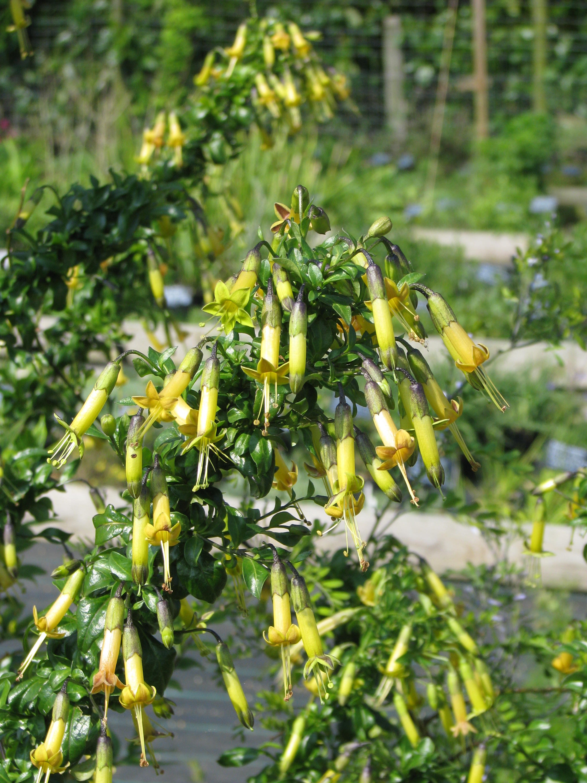 Vestia foetida (Вестия плодовая)