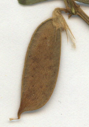 File:Vicia pannonica Herbar Schote.jpg