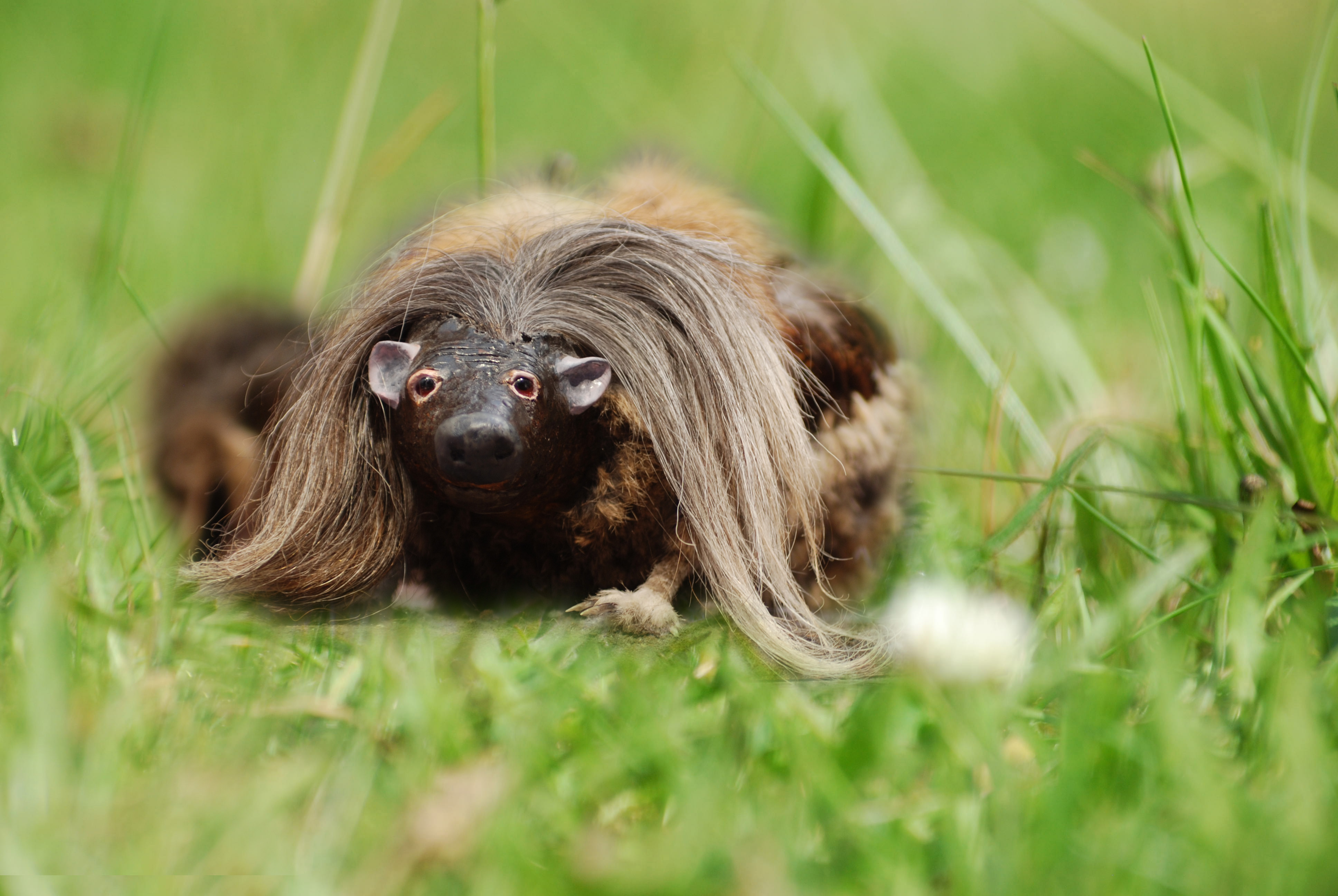 File:Wild Haggis.jpg - Wikimedia Commons