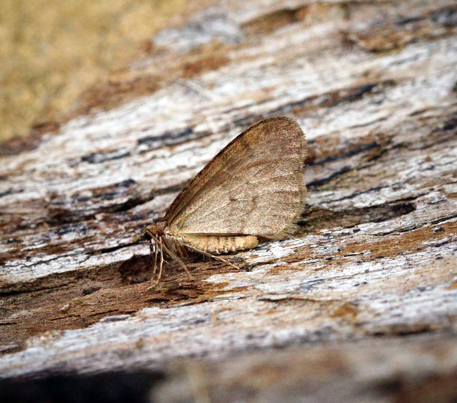 Mischief of the winter moth