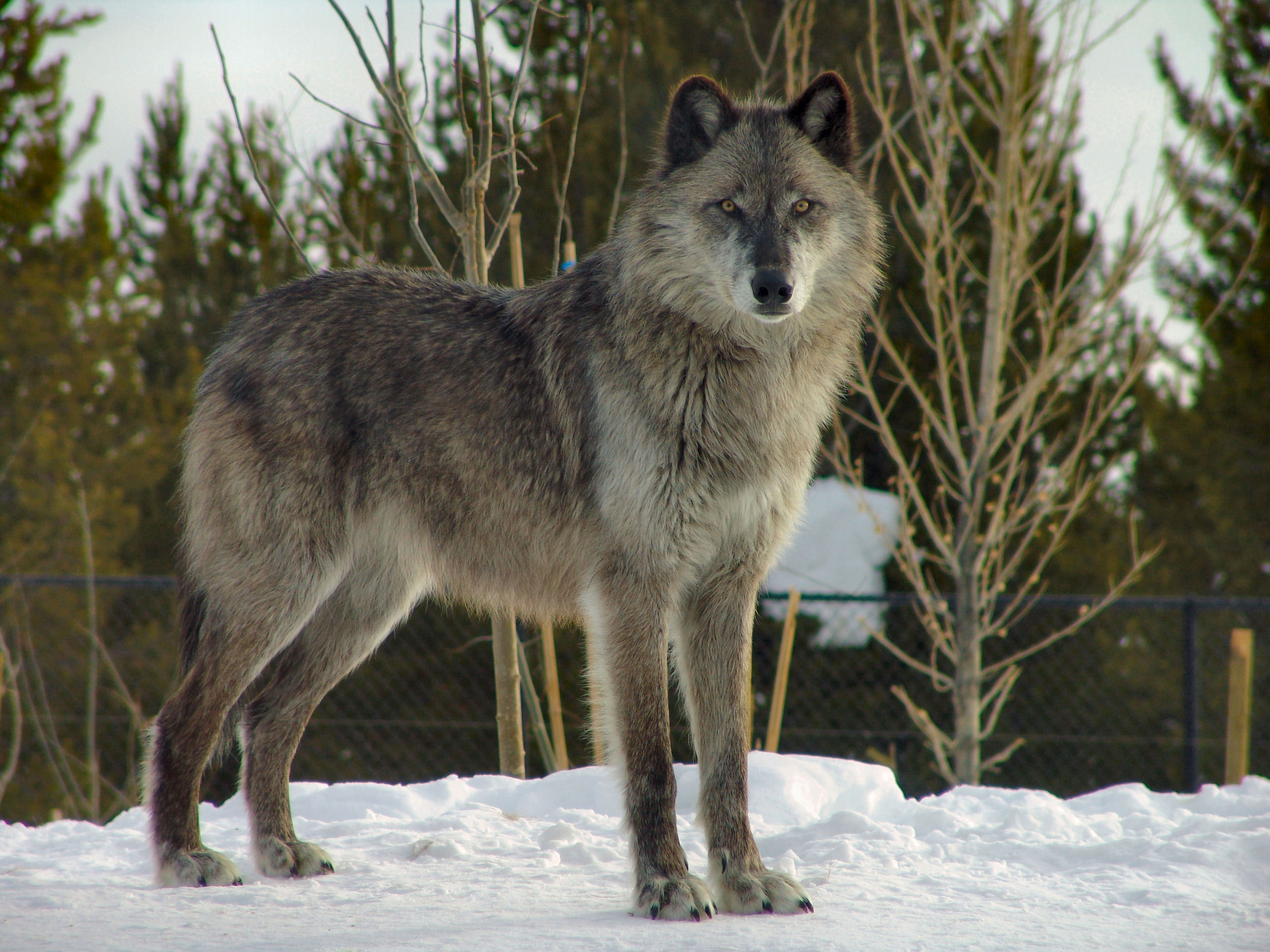 Wolf in Grizzly and Wolf Discovery center.jpg