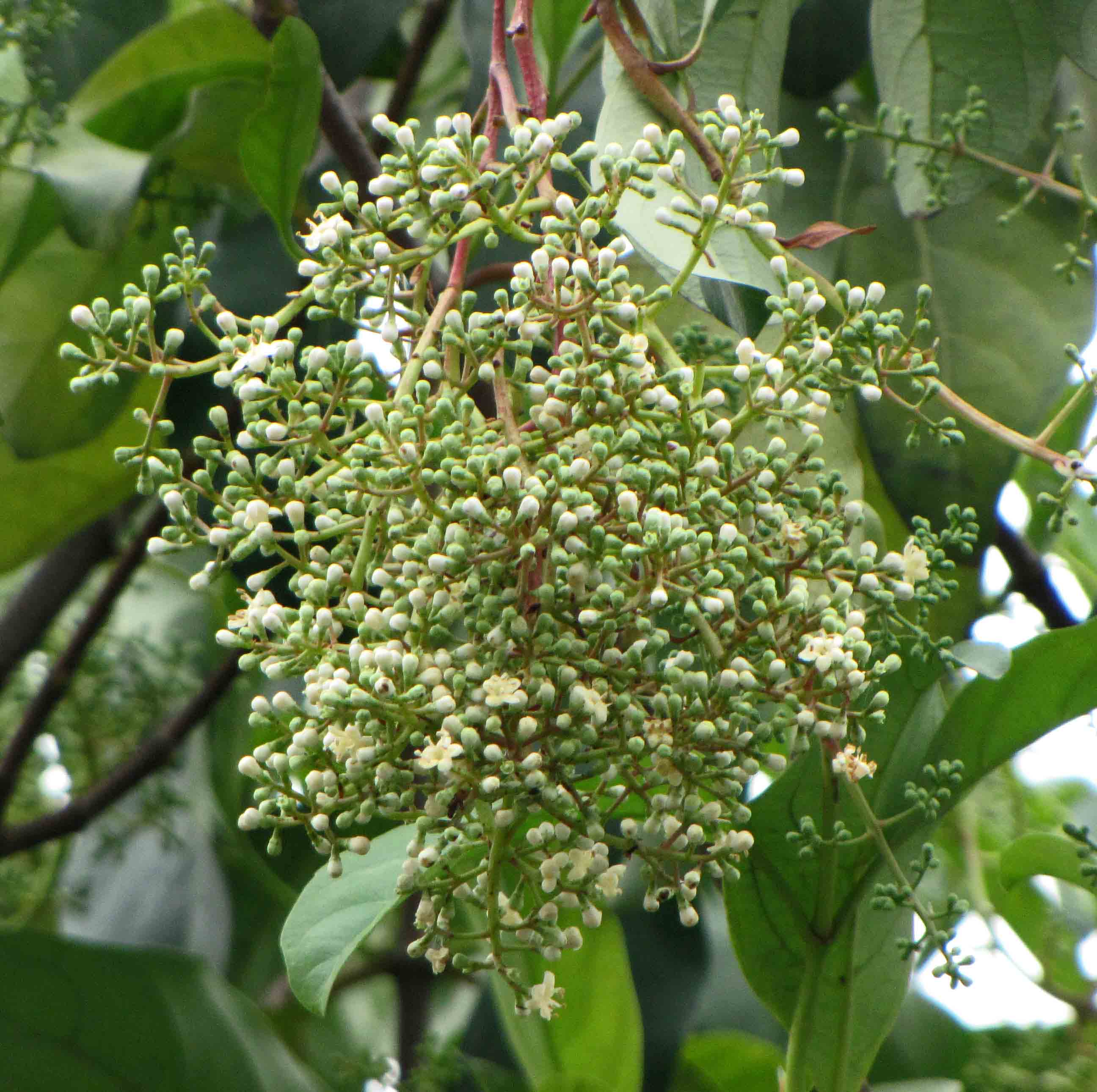 File 紅楠 Machilus Thunbergii 香港花展 Hong Kong Flower Show Jpg Wikimedia Commons