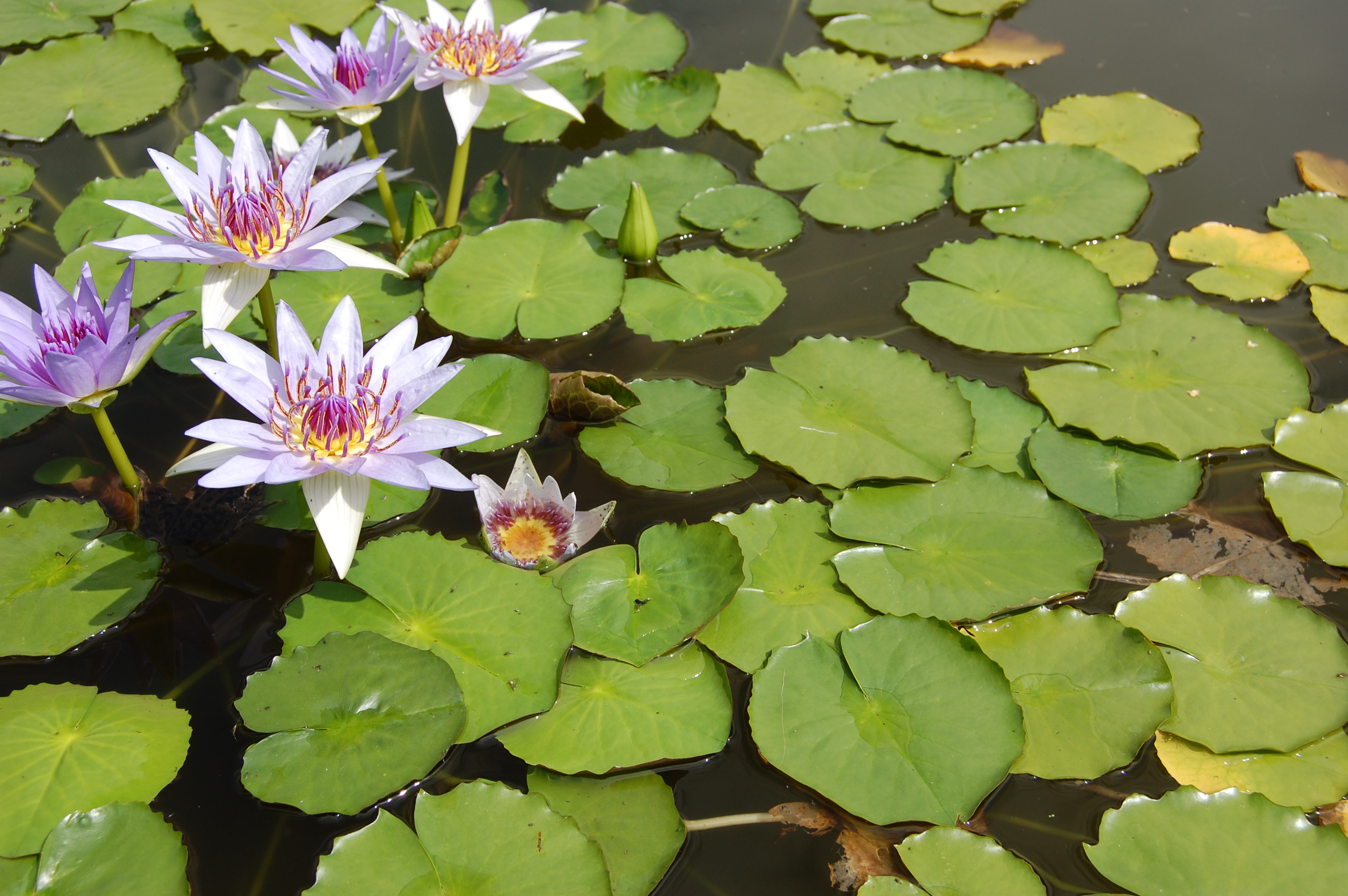 Многолетние вода. Голубой Лотос (Nymphaea caerulea). Нимфея Добени. Nymphaea nouchali var. Caerulea. Nymphaea Валерия Мартынова.