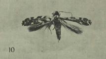 <i>Acrocercops panacivagans</i> Species of moth
