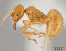 <i>Acropyga acutiventris</i> Species of ant
