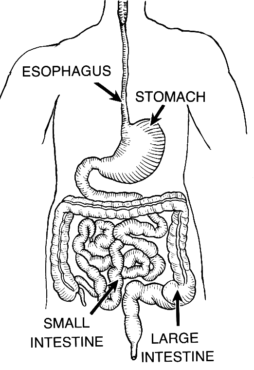 Digestive Tract Alimentary Canal Stock Vector - Illustration of canal,  abdomen: 83175247