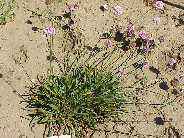 File:Armeria alliacea1.jpg