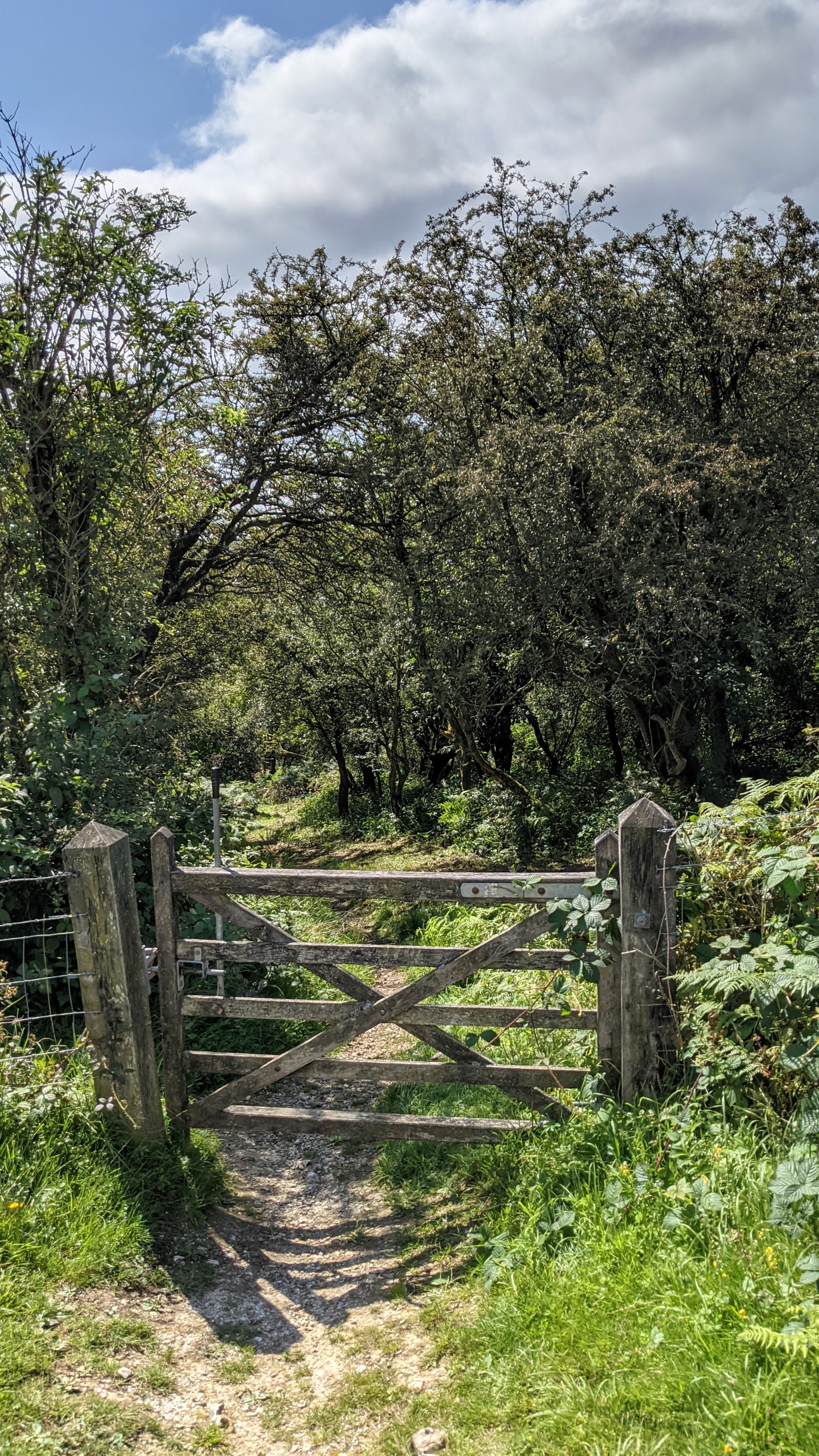 Ashcombe Bottom