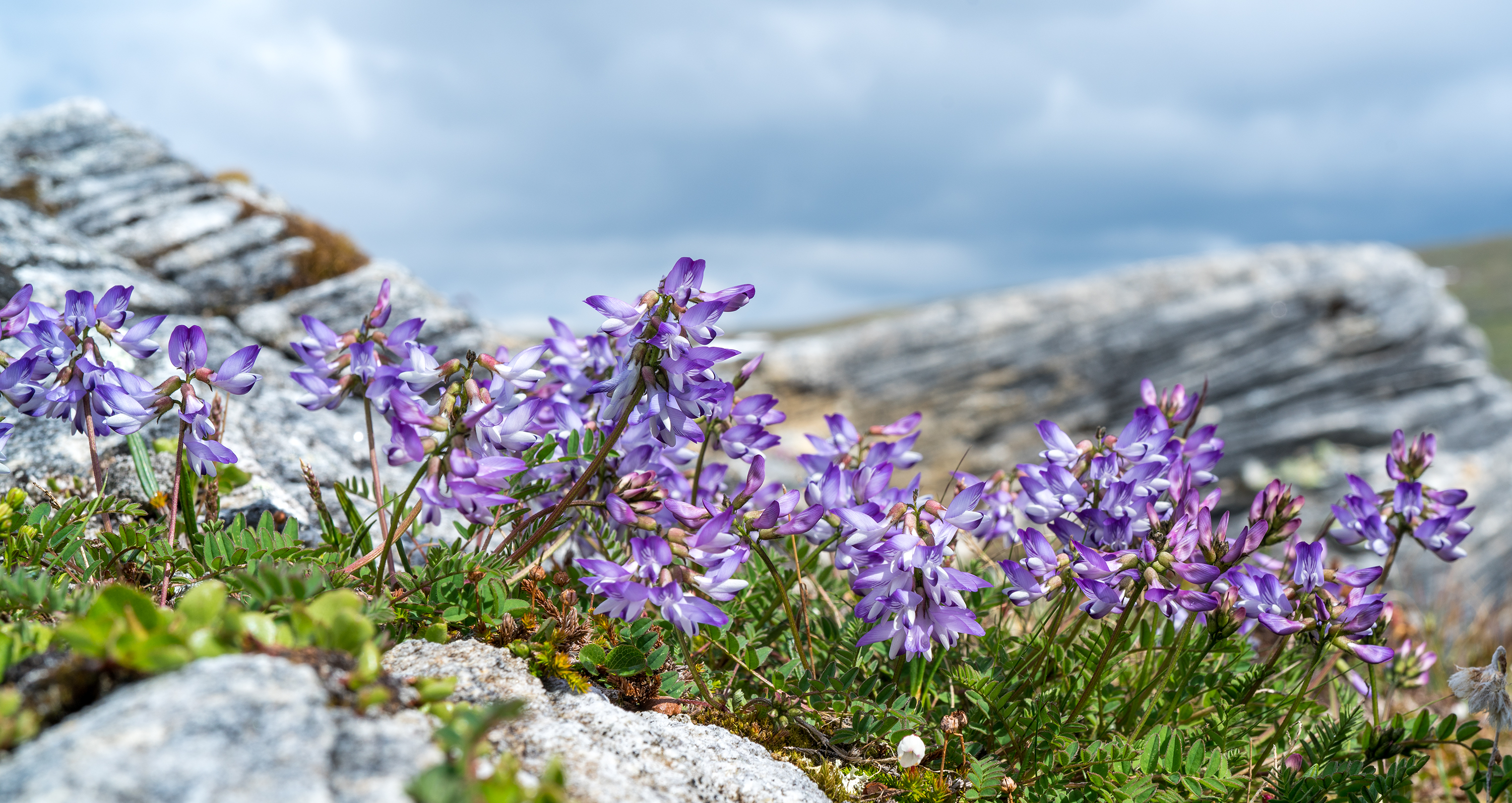 Астрагал субарктический. Astragalus Alpinus. Душевка Альпийская / Acinos Alpinus. Penstemon Alpinus Prairie Snow. Астрагал семена купить