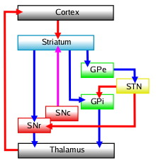 Direct and indirect striatopallidal pathways: Glutamatergic pathways are red, dopaminergic are magenta and GABAergic pathways are blue. STN: Subthalamic Nucleus SNr: Substantia Nigra pars reticulata SNc: Substantia Nigra pars compacta GPe: External globus pallidus Basal-ganglia-classic.png