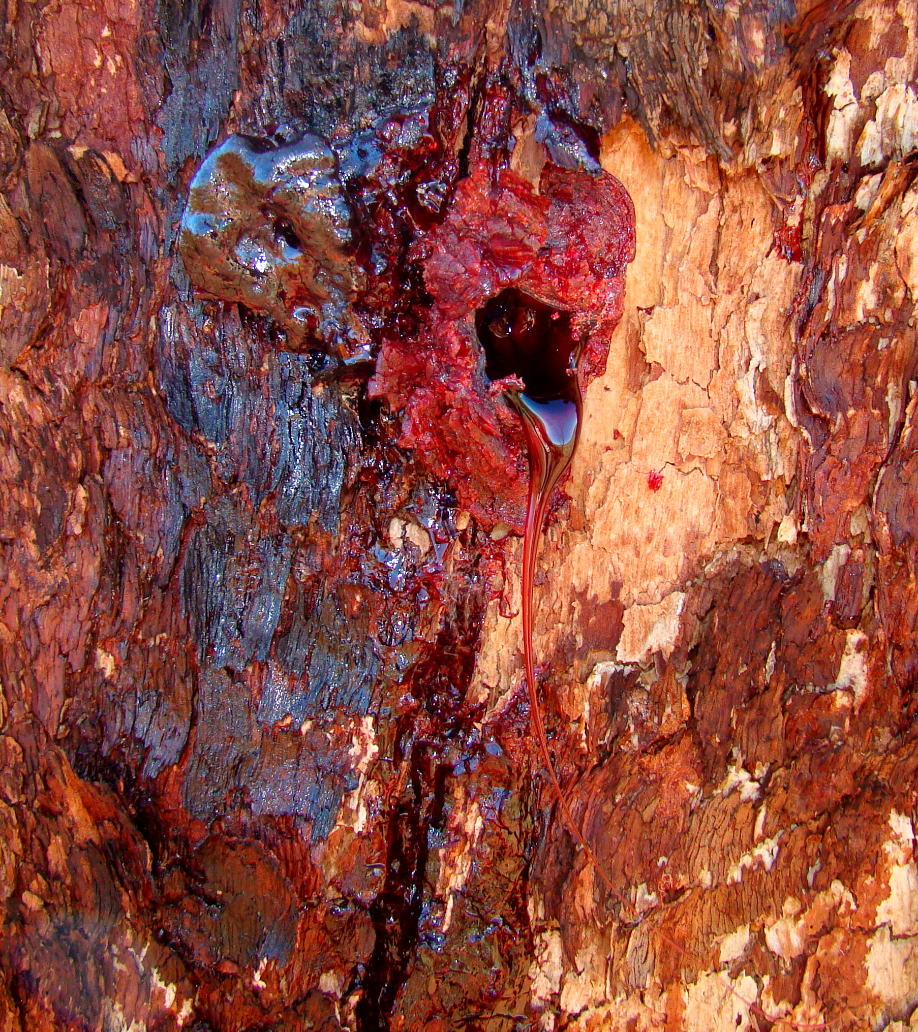 File Bloodwood Bleeding Jpg Wikimedia Commons