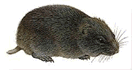 <span class="mw-page-title-main">Bog lemming</span> Genus of mammals