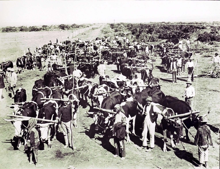 File:COLLECTIE TROPENMUSEUM Ossenspannen voor het egaliseren van de bodem TMnr 10004263.jpg