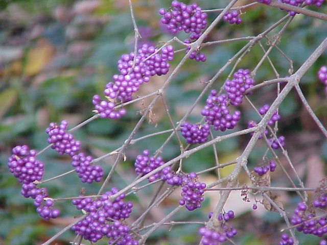 is beautyberry poisonous to dogs