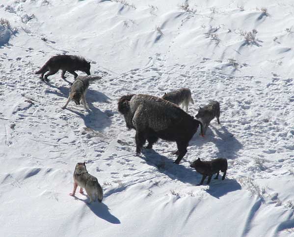  Canis lupus pack surrounding Bison 