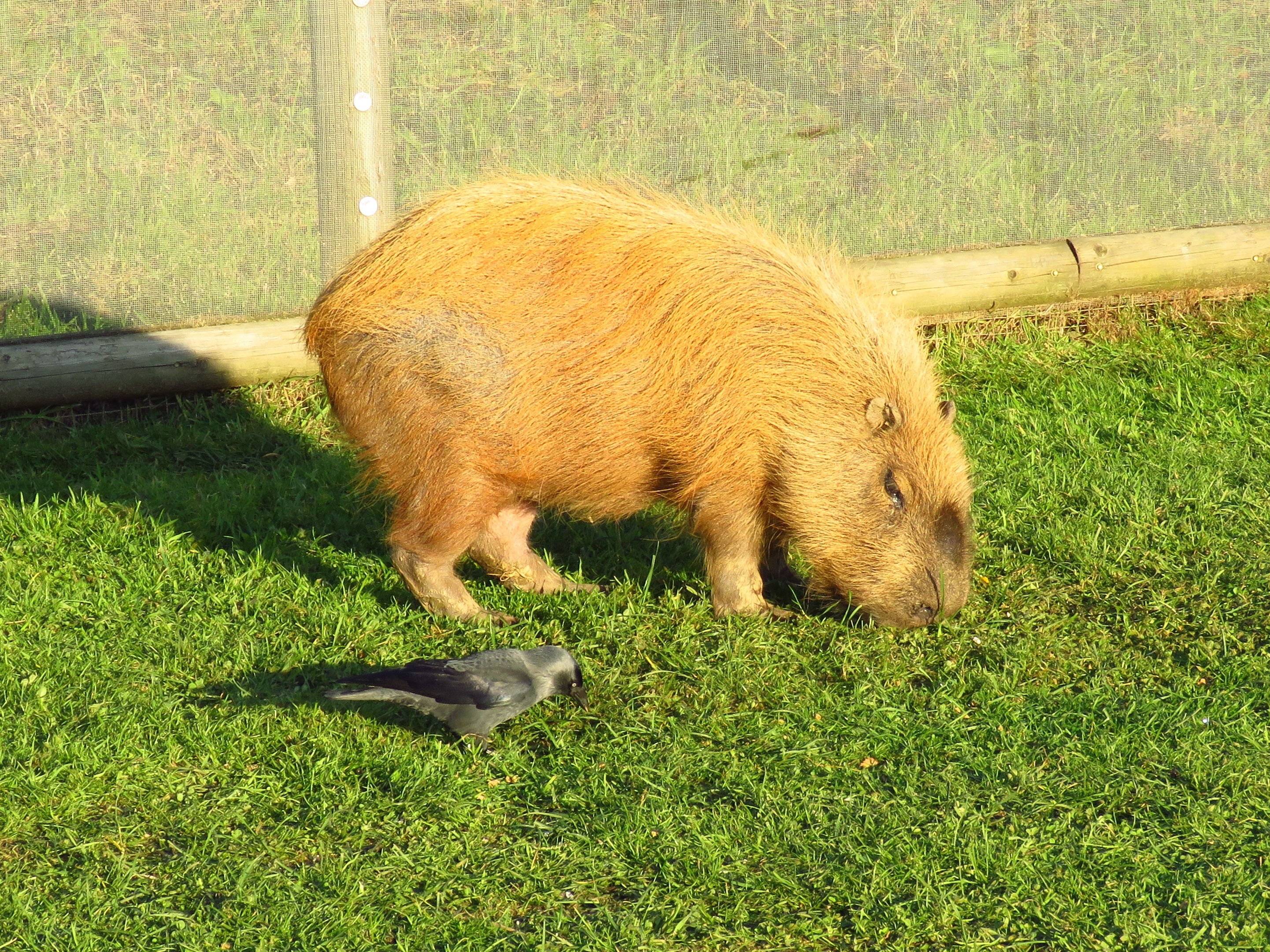 Capybara rock rust фото 96