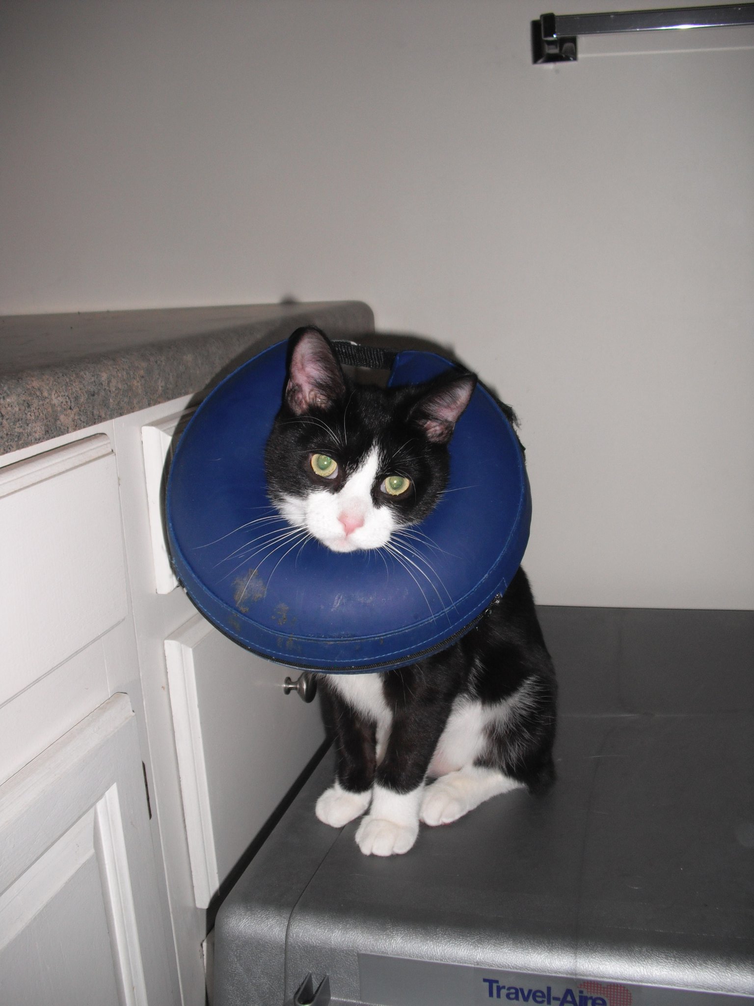 inflatable cones for cats