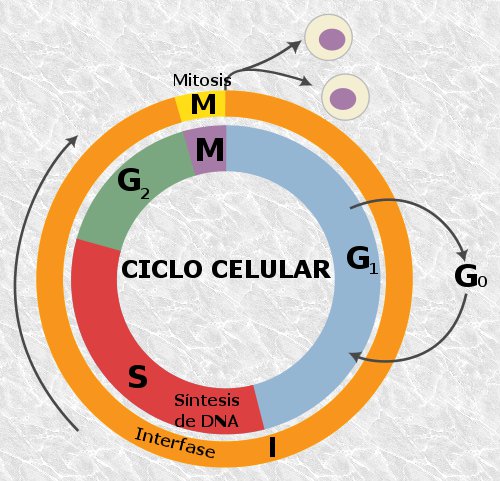 File:Cell Cycle-es.jpg