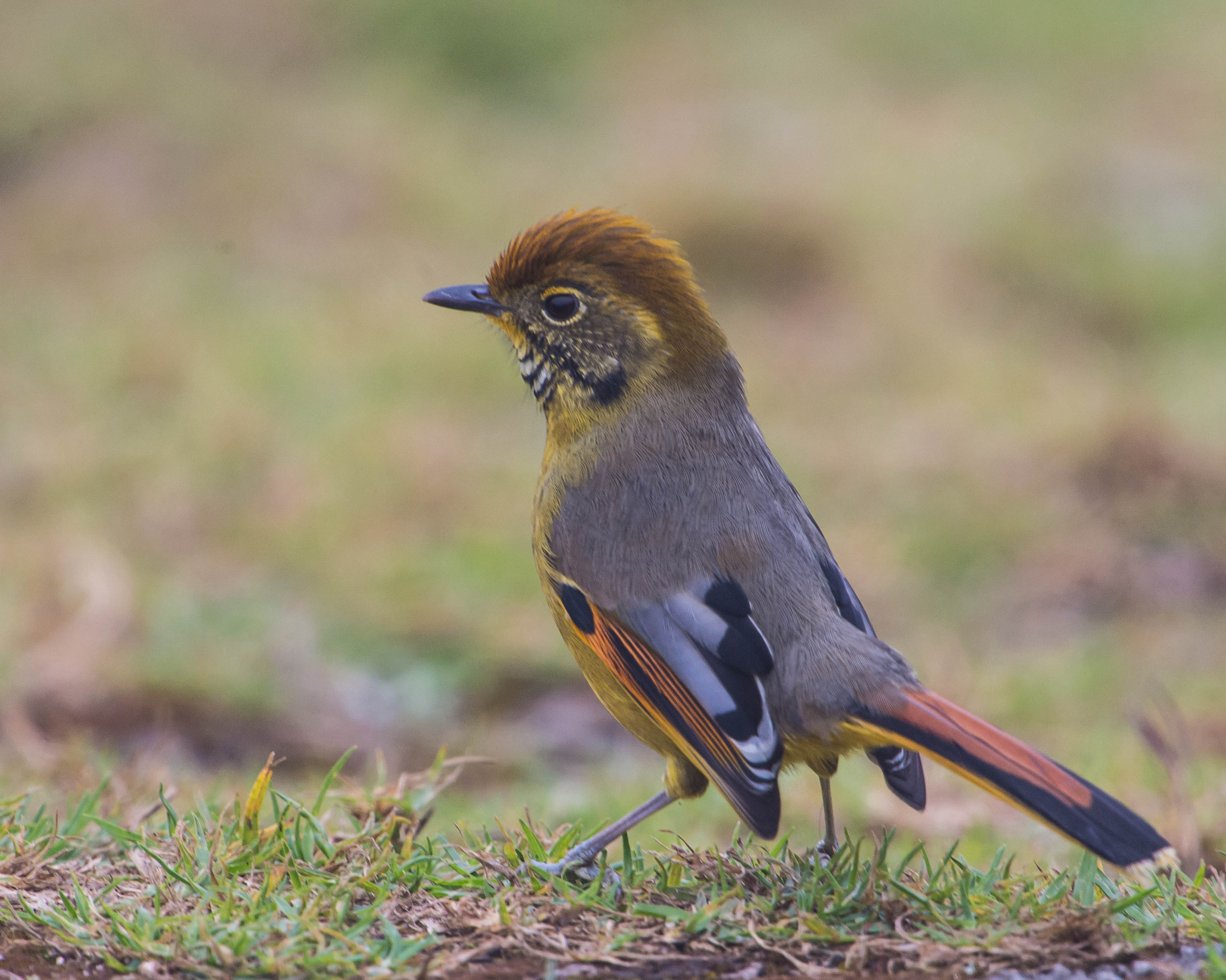 Chestnut-tailed Minla Thailand.jpg