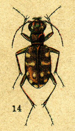 Calomera lunulata