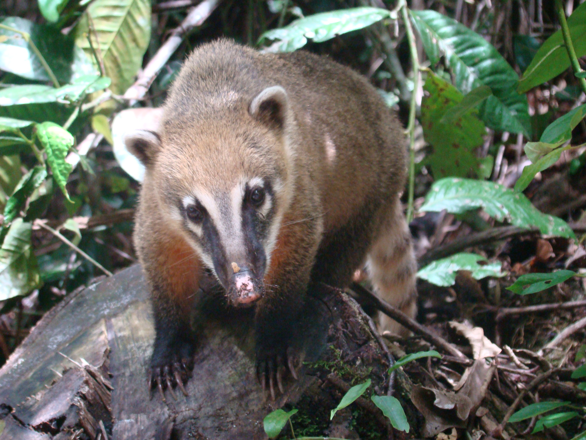 Wikipedia Woes Coati_%28Nasua_nasua%29_at_Parque_Nacional_da_Serra_dos_%C3%93rg%C3%A3os%2C_Teres%C3%B3polis%2C_Brazil