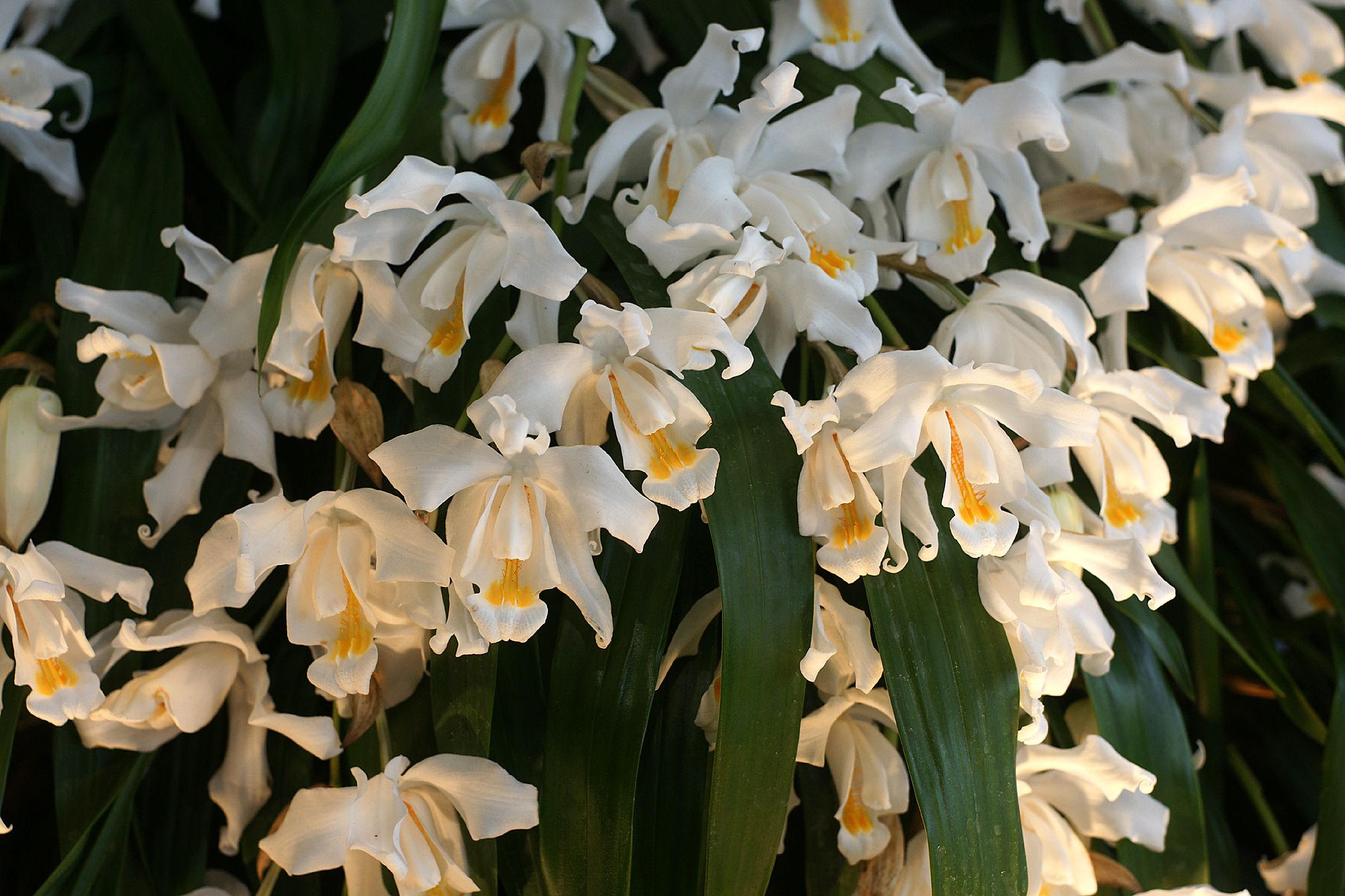 Orkideen Coelogyne cristata i full blomst