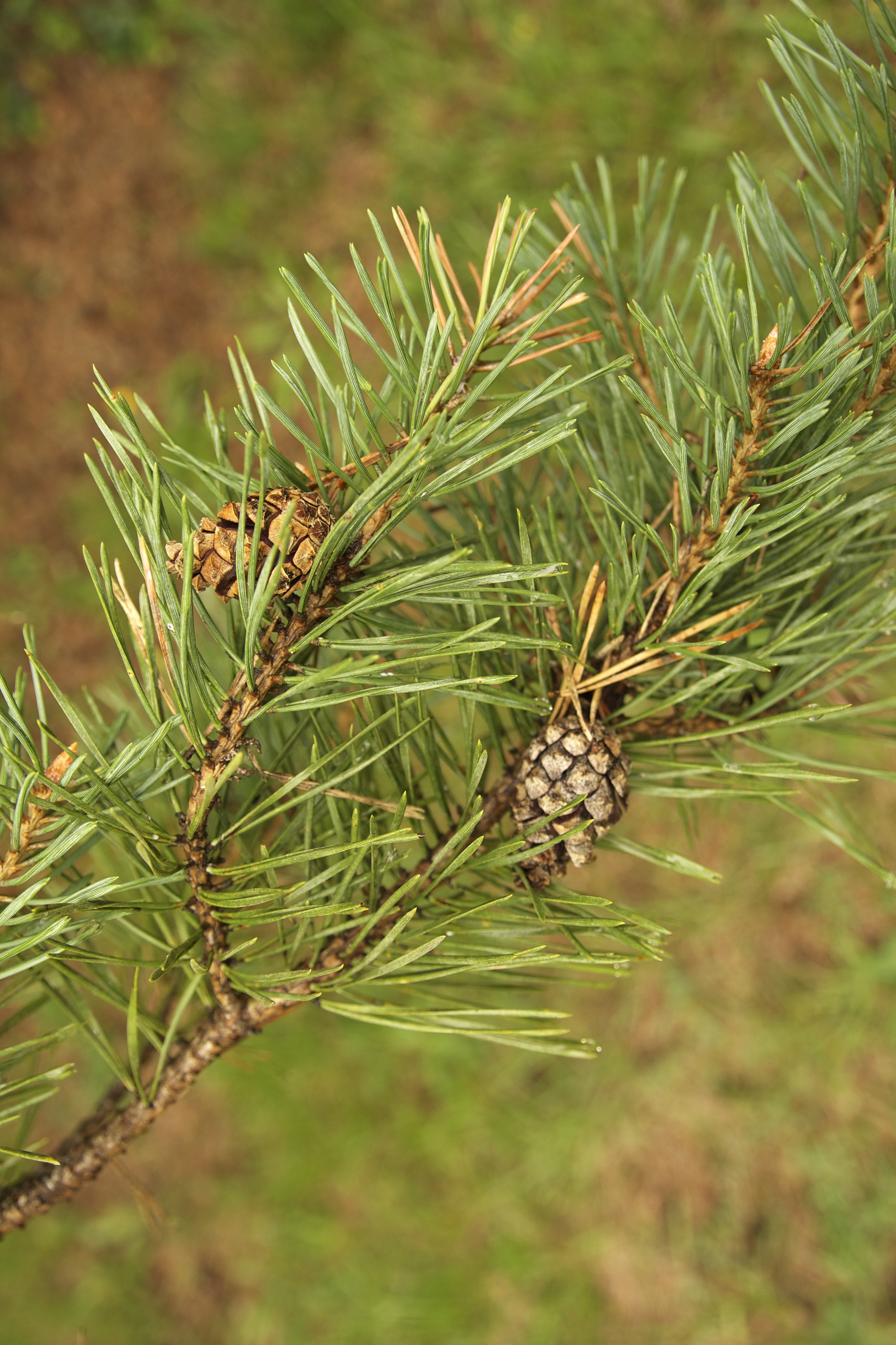 Glanes étymologiques : melegueta, maniguette – Tela Botanica