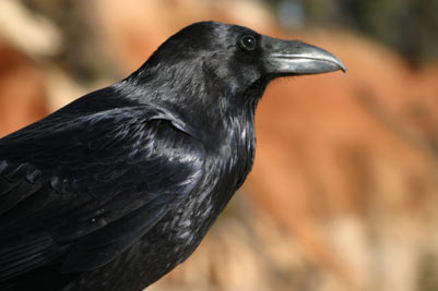 File:Corvus corax (Pcb21).jpg