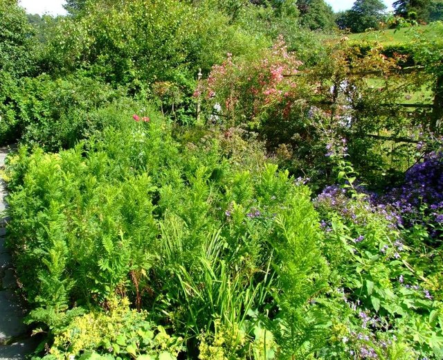 File:Cottage Garden - geograph.org.uk - 510253.jpg