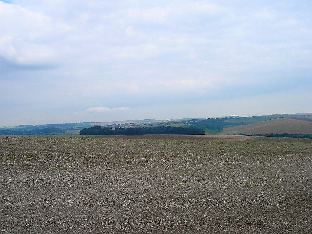 File:Cranedean Plantation, near Falmer - geograph.org.uk - 51628.jpg