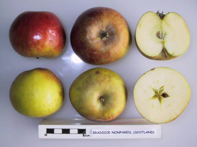 File:Cross section of Braddick Nonpareil (Scotland), National Fruit Collection (acc. 1967-054).jpg