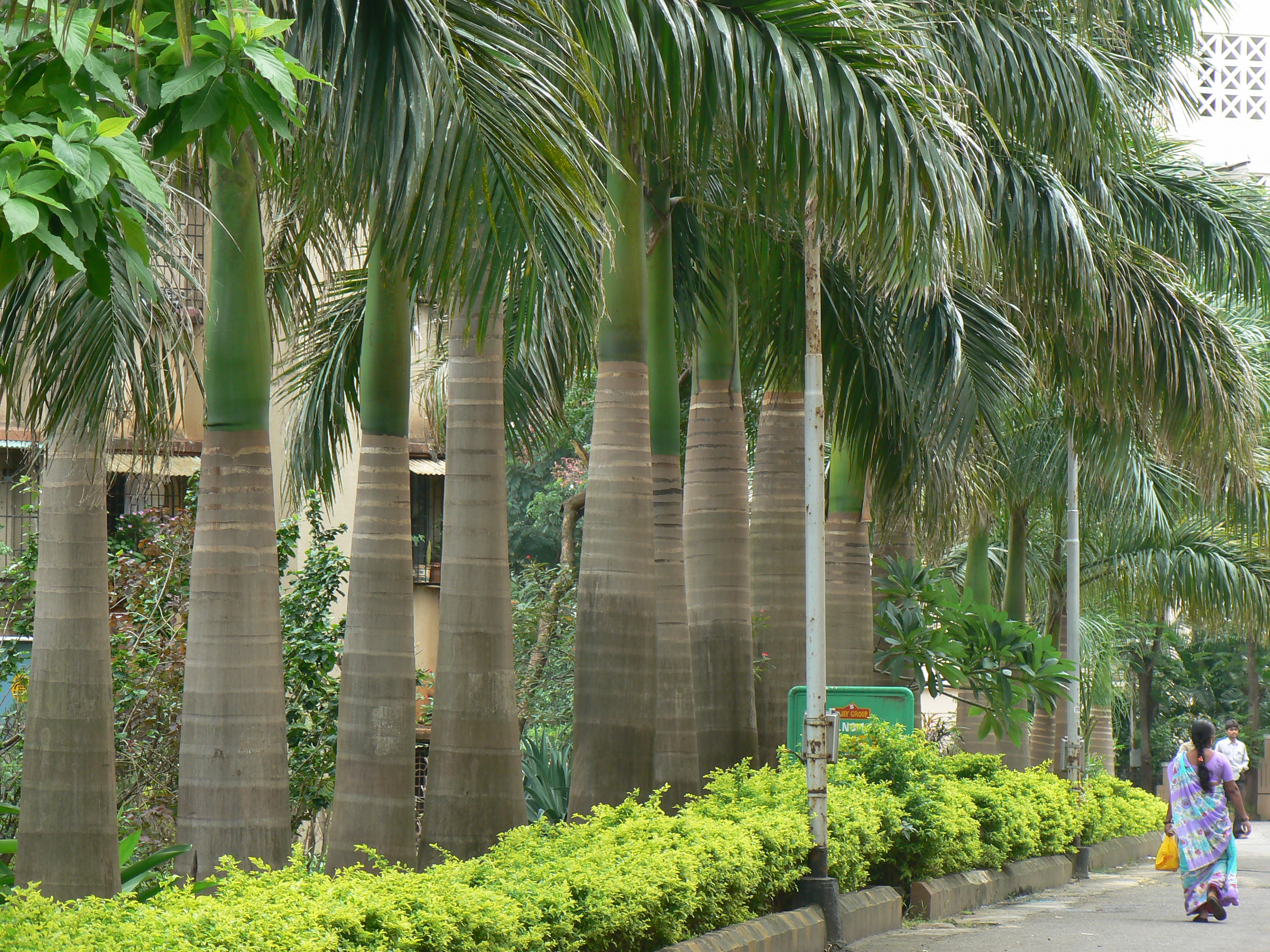File:Cuban Royal Palm (818706905).jpg - Wikimedia Commons