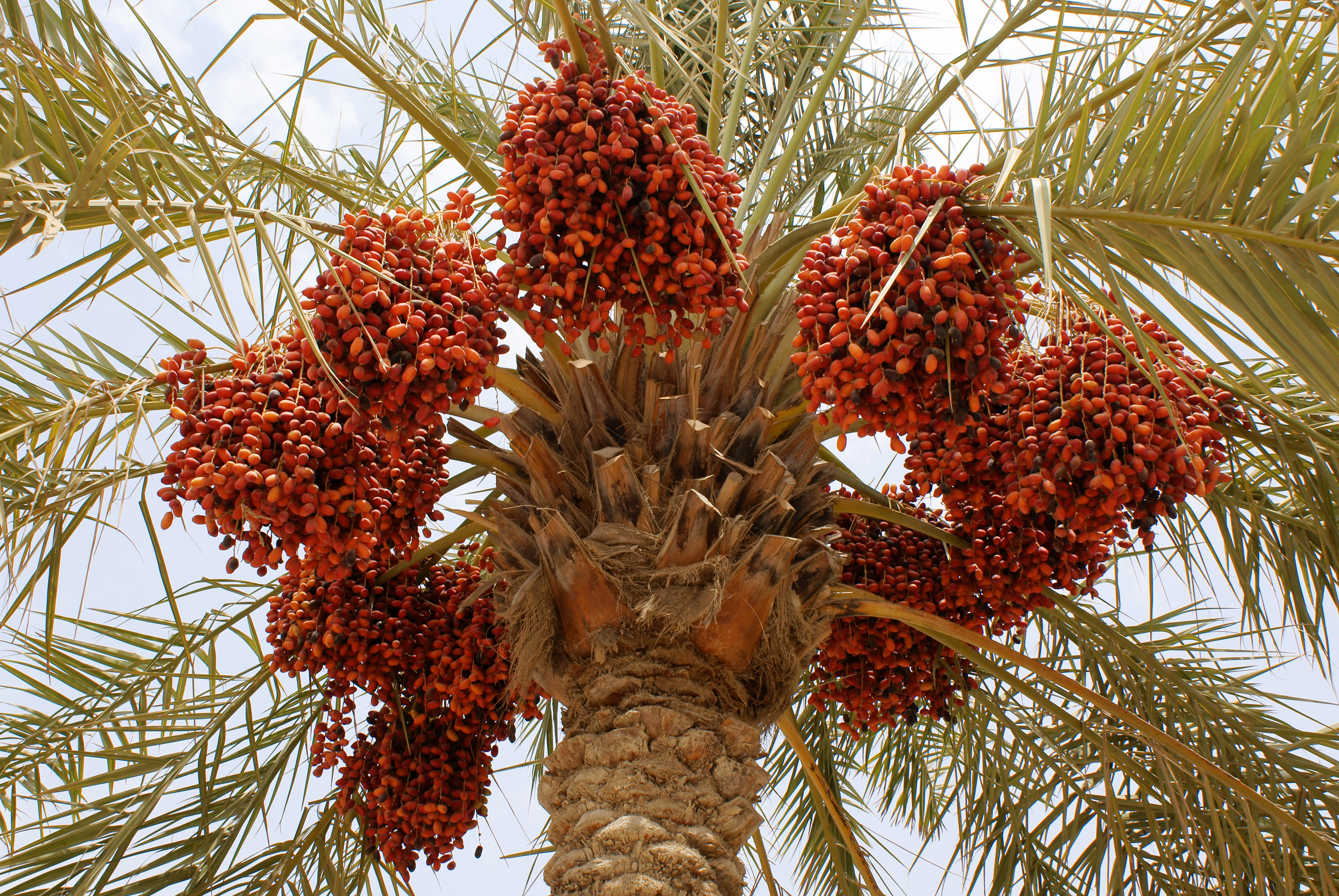 14 Foot Phoenix Palm Tree - Pipe Only - Base Not Included