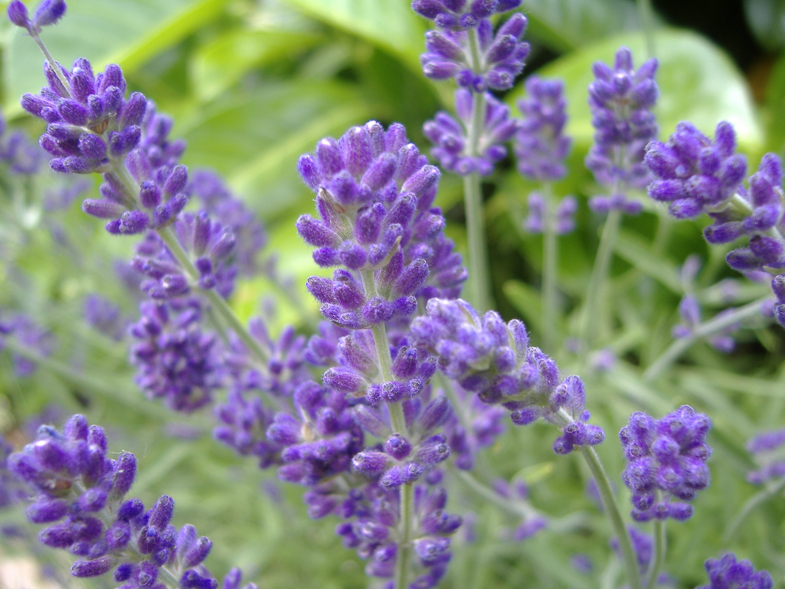 file-english-lavender-jpg-wikimedia-commons