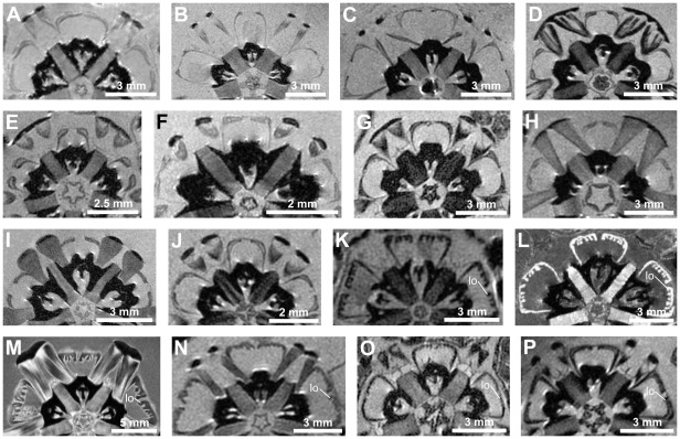 File:Evolution-of-a-Novel-Muscle-Design-in-Sea-Urchins-(Echinodermata-Echinoidea)-pone.0037520.g005.jpg