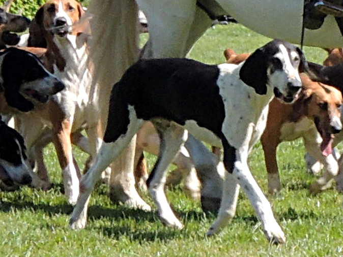 Chien Fran ais Blanc et Noir Wikipedia