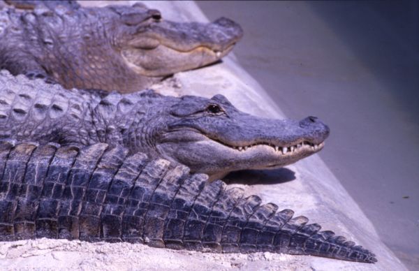 File:Gators at Seminole Indian reservation.jpg