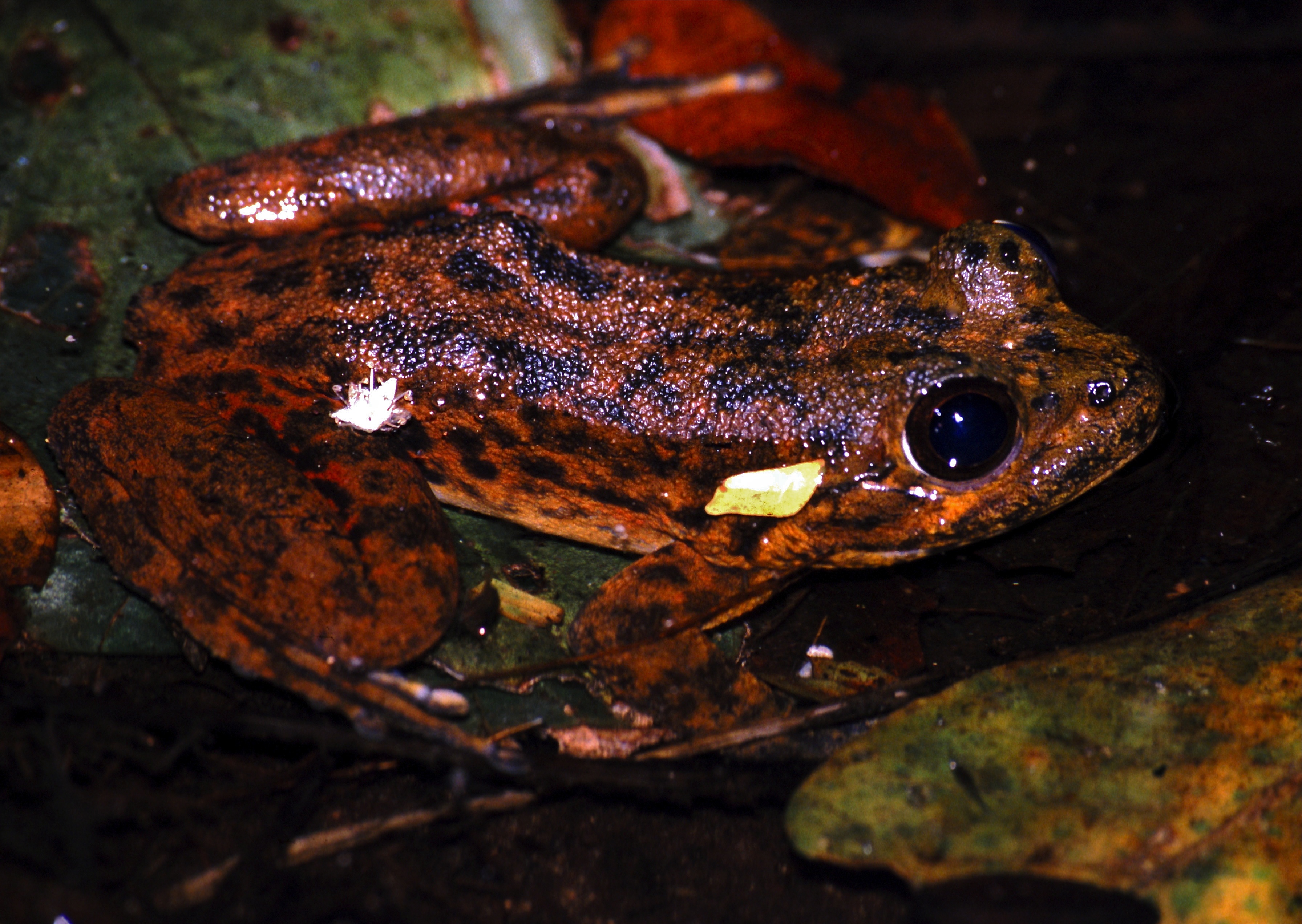 Grandidier's Madagascar Frog (Mantidactylus grandidieri) (7629467794).jpg