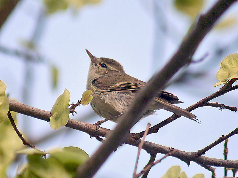 File:Greenish Warbler I IMG 0570.jpg