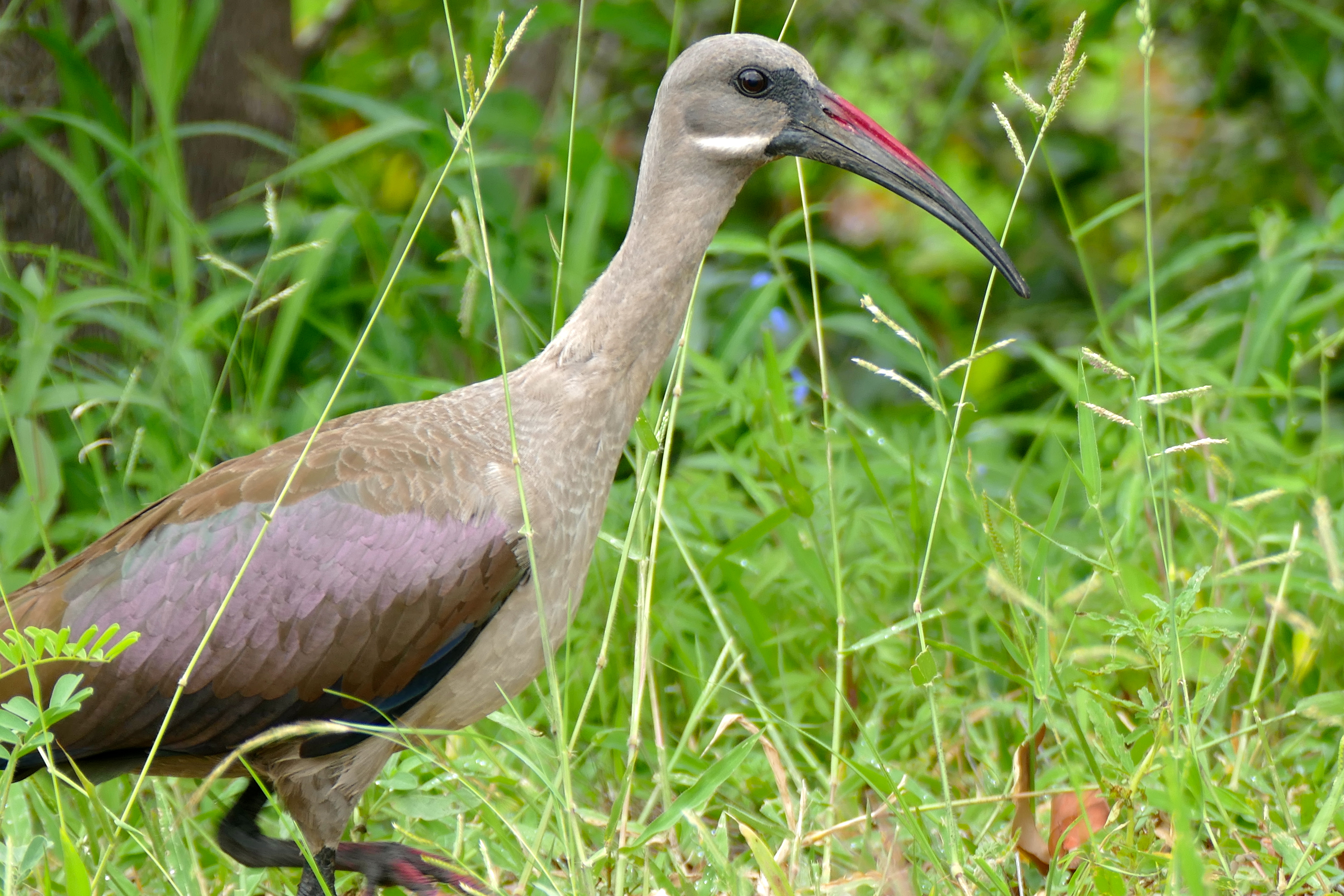 Hadada Ibis (Bostrychia hagedash) (15842272853).jpg