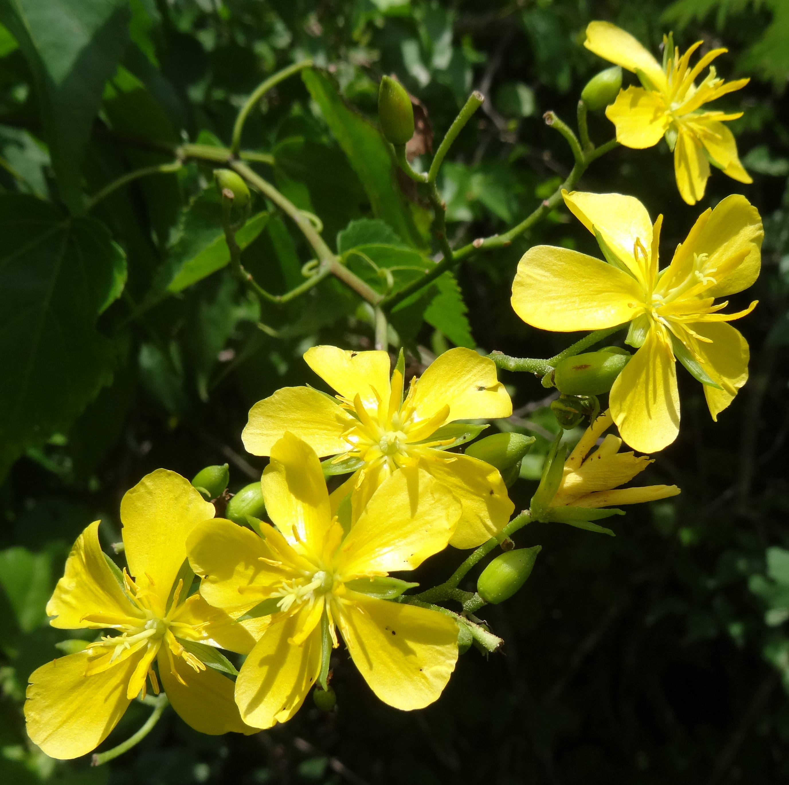 Helmiopsiella sp. Pemba - flowers (12854298534).jpg
