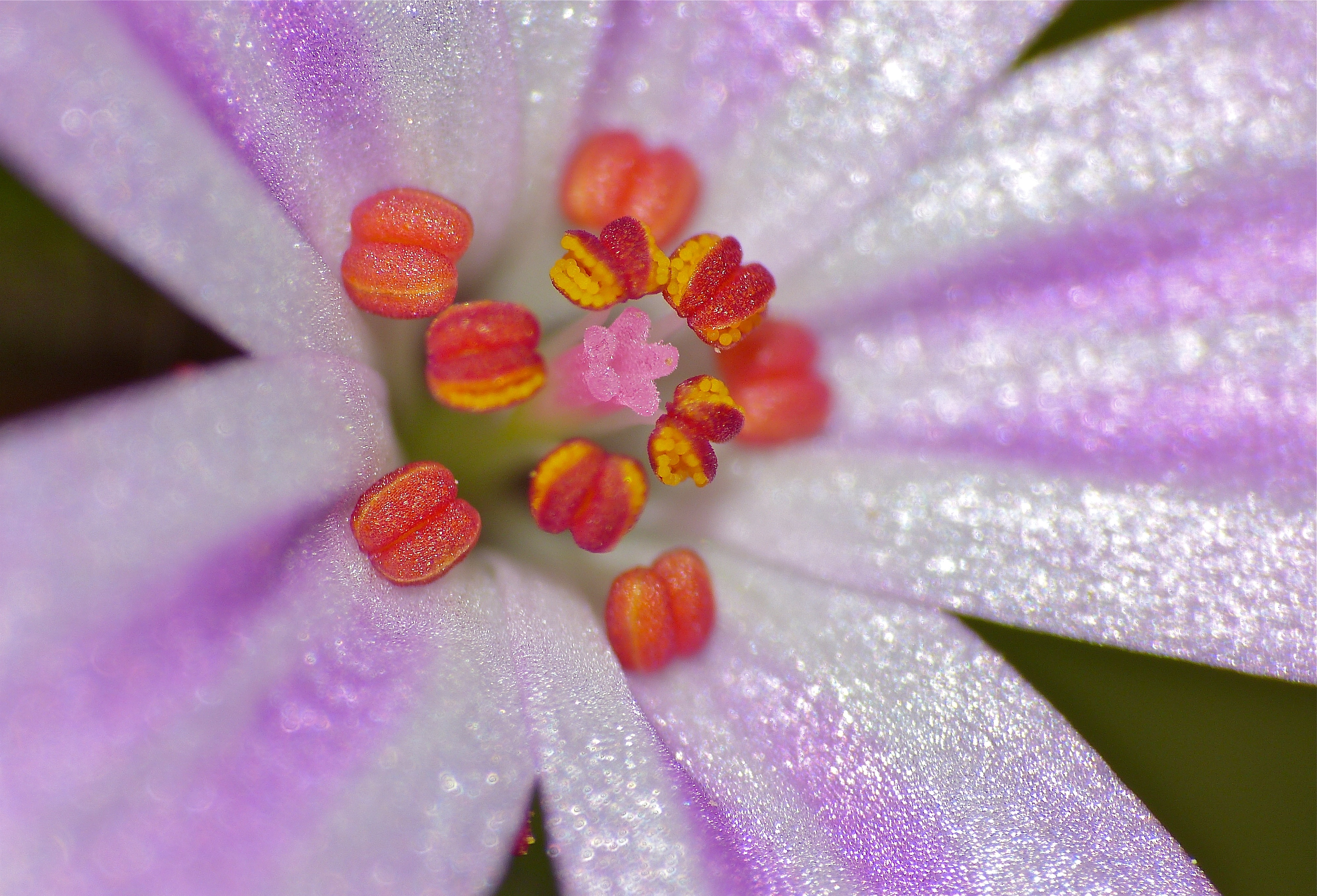 Herb-Robert (Geranium robertianum) close-up (9194673524).jpg