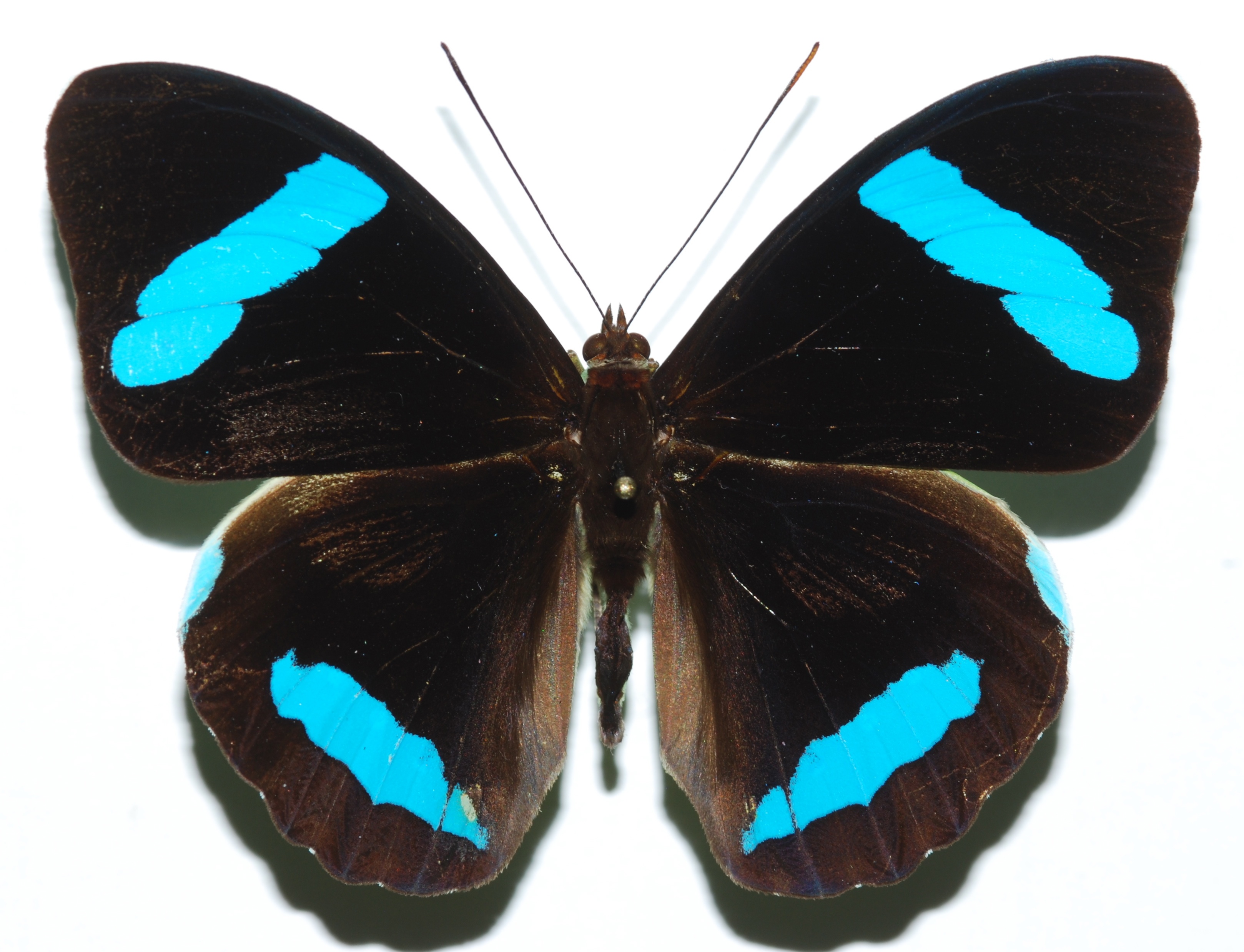 Hewitson's Olivewing (Nessaea hewitsonii) (8362474092).jpg