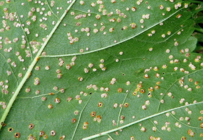 File:Hollyhock rust (Puccinia malvacearum) - geograph.org.uk - 6175159.jpg