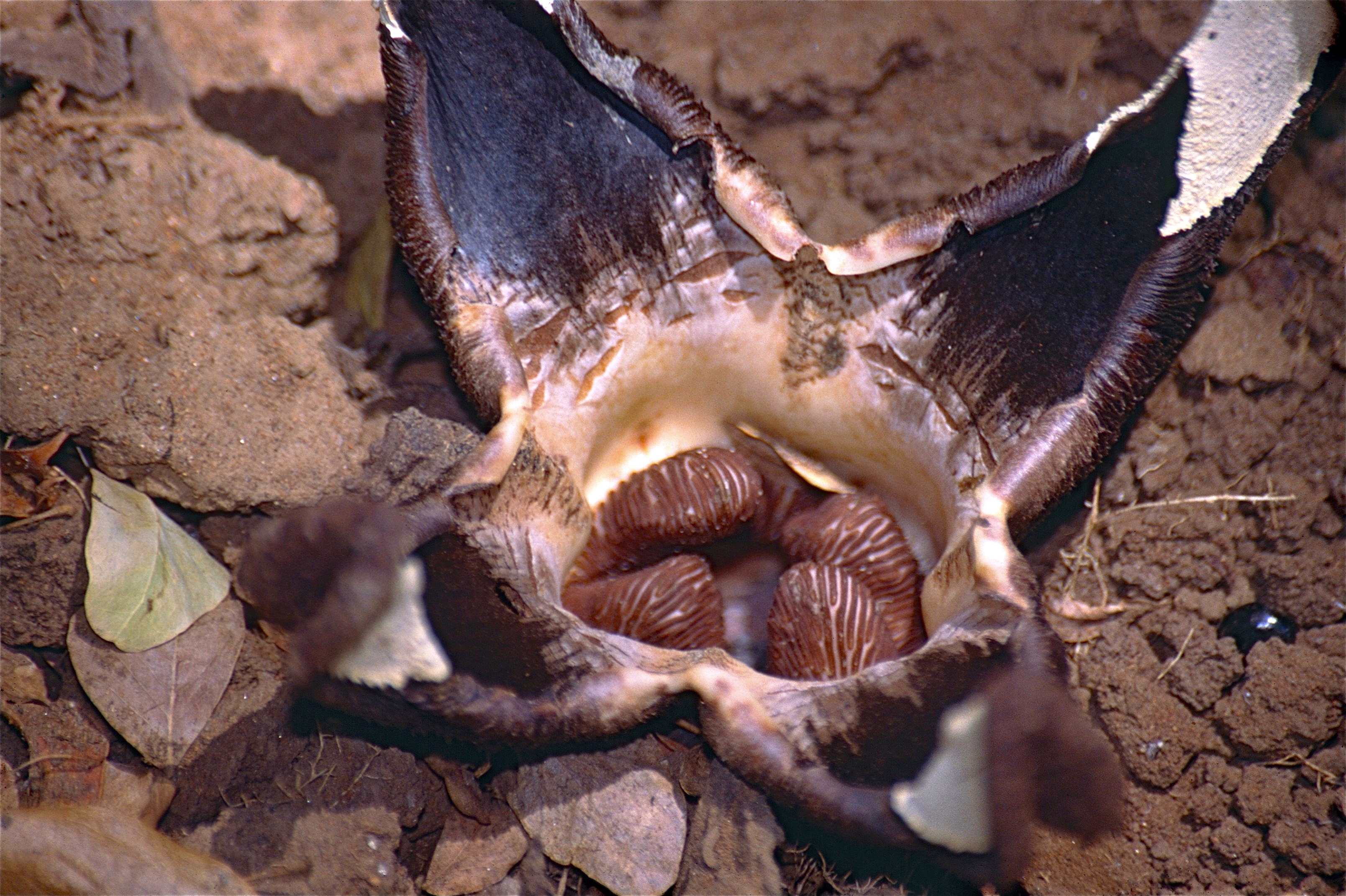 Hydnoraceae (Hydnora esculenta) parasitic flower plant of Fabaceae (9612696627).jpg