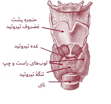 File:Illu08 thyroid persian.jpg
