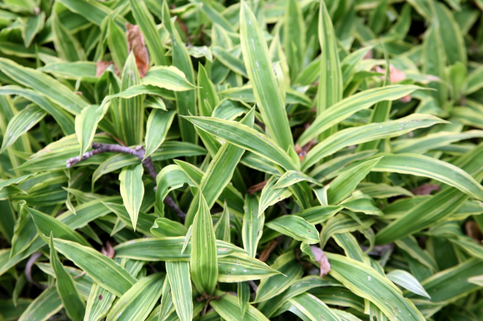 Осока ржавопятнистая Вариегата (Carex siderosticta 'variegata')