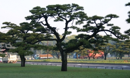 File:Pine bonsai with deep wire scars.jpg - Wikipedia